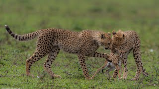 A mother cheetah and her cubs playing with baby gazelle before eating it.