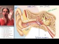 special senses 6 ear anatomy