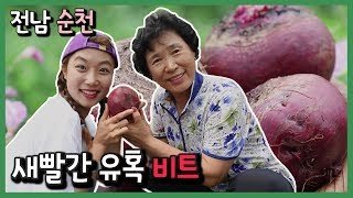 [6시내고향 - 광주] 무더운 여름 우리를 찾아온 새빨간 유혹, 비트 - 전남 순천 190727 by KBS광주