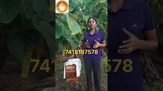 ஒரு பெட்டியில் எவ்வளவு தேன் எடுக்கலாம்?#shorts #tamil #sudhahoney #sudhahoneybeefarm #beekeeping