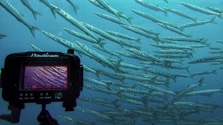 Filming Top Ocean Predators - A Breakdown [Barracuda]