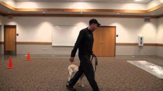Jack (Labrador Retriever) Boot Camp Dog Training demonstration
