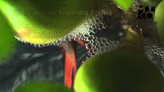 Siamese Fighting Fish HD Stock Video Footage 1