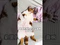 家里的猫为什么一直响？是不是饿的？ 我和我的猫 抖音萌宠 分享猫猫日常