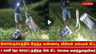 கோவை தொண்டாமுத்தூர் அருகே இனப்பெருக்கத்தில் இருந்த கண்ணாடி விரியன் பாம்புகள் மீட்பு.