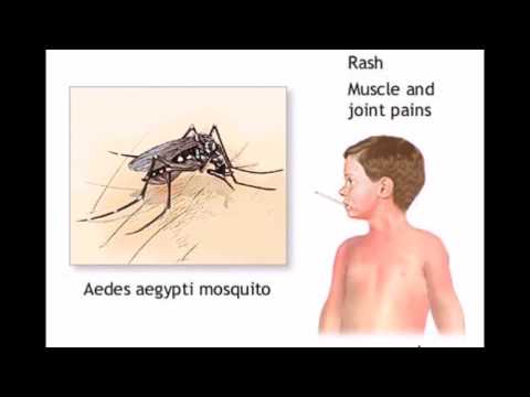 Dengue Awareness! Precautions! Dengue Awareness! Precautions!