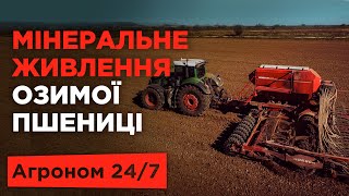 Успішний посів озимої пшениці. Припосівні добрива | Агроном 24/7