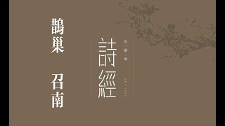 俗人读《诗》之《鹊巢》｜诗｜诗经｜国风｜召南｜鹊巢