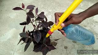 How to grow cutting of lalsa plant