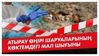 Атырау өңірі шаруаларының көктемдегі мал шығыны