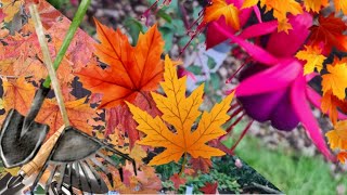 Heading into Winter! Autumn Garden PROGRESS