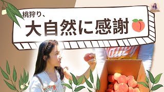 カリフォルニアの桃狩り、楽し過ぎ！ | 🍑 Peach \u0026 Plum U-pick, a heaven-like experience