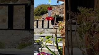 Playful Hummingbird, Cute, and A Side of Drama.