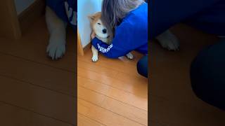 柴犬福 姉に絡まれてる時の柴犬🤣 Sister and Dog🤣#shorts #funny #dogshorts #comedy #shibainu #柴犬 #시바견