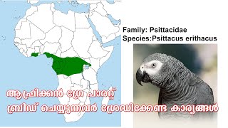 AFRICAN GREY PARROT| CONGO GREY PARROT|ആഫ്രിക്കൻ ഗ്രേ പാരറ്റ് വളർത്തുന്നവർ അറിയേണ്ടതെല്ലാം