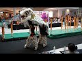 acrobatic lion dance @central i city 第2届 高桩狮王争霸赛 2024