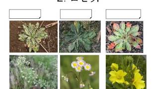 植物の冬越し。冬芽、ロゼット、若い芽、地下の根、種子で冬を越すもの。中学入試に出る内容を、わかりやすく解説します。