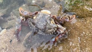 It's the season of eating crabs again, and the crabs are forming nests on the beach.