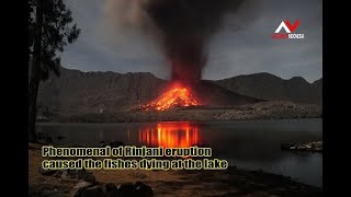 The Phenomenal eruption of Rinjani volcano caused the fishes dying at the lake