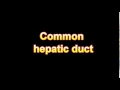 What Is The Definition Of Common hepatic duct - Medical Dictionary Free Online