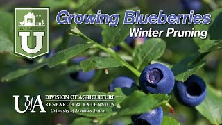 Growing Blueberries - Winter Pruning