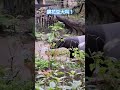 我賭你沒聽過馬來貘的叫聲 cute tapir taipeizoo 動物 可愛 馬來貘