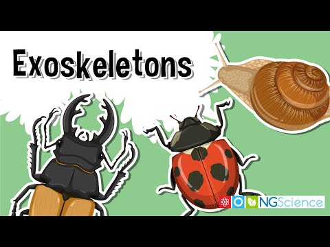 How strong is an insect’s exoskeleton?