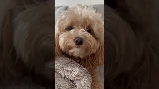 When your dog needs a alarm clock #morningroutine #puppyvideos #breakfasttime #dogs