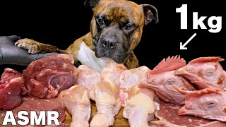 【大食い犬ASMR】1kgの生肉を最も容易く攻略する愛犬がヤバすぎるwww 　Dog eats raw meat and bones