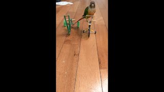 Bird Rides His Mini Bikes Then Paddles Toward Owner for a Treat