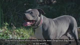 Top 5 dangerous dog breeds in the world 2022