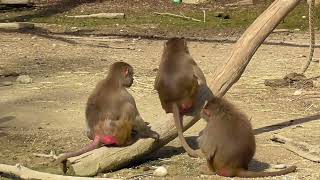 monkey video // monkey // monkey cartoon // monkey King // monkey dance //monkey tiktok // animal