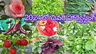 కొత్త ఉస్థాహంతో 2024 సంవత్సరంలో చేసిన చివరి హార్వెస్టింగ్ ! Mallanna Terrace Garden