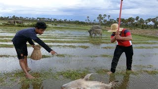 Wow!! Amazing Two smart boys Fishing - Cambodia Traditional fishing - How to Catches Fish  at field
