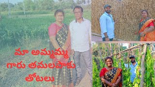 ఆకుల ములగాం (విజయ నగరం) లో అమ్మమ్మ గారు తమలపాకుల తోట Part 2 ll Vizianagaram village tour