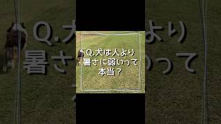 暑いのは勘弁…暑さに弱い体の秘密#dog #ドッグトレーニング #熱中症