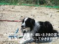 ドッグス知多の紹介ビデオ