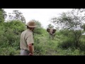 Seminal elephant interaction with Alan McSmith
