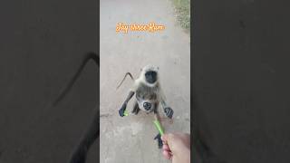 Hanuman #ytshorts #monkey #viral#shortvideos 🚩🙏🙏