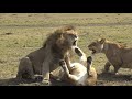 Lions argue in Masai Mara, Kenya 4K