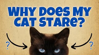Why Does My Cat Stare at Me? (10 Possible Reasons)