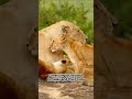 LION 101: UNDER 60 SECONDS