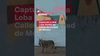 Así capturaron loba suelta en calles de Aragón #nmas #lobo #cdmx