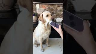 Cutest Puppies! Mother Dogs and Cute Puppies Videos Compilation, Cute moment of Puppy 17