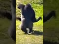 memes epic gorilla🥵🥵🥱🥱