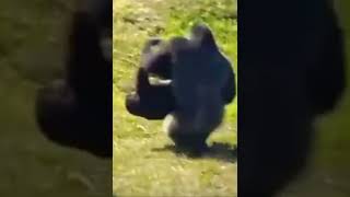 #memes  epic gorilla🥵🥵🥱🥱