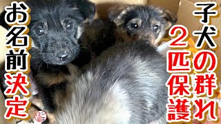 【子犬 野犬 お名前決定！】２,３匹目のお名前決定！