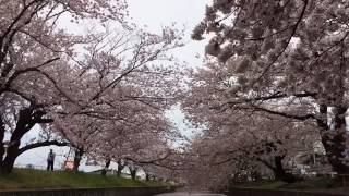 新川の桜🌸(軽量版)