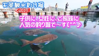 天草観光釣り掘 完全版! 大マダイが入れ食い状態で大興奮😊