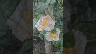 椿の花「月見車」／CAMELLIA FLOWER \